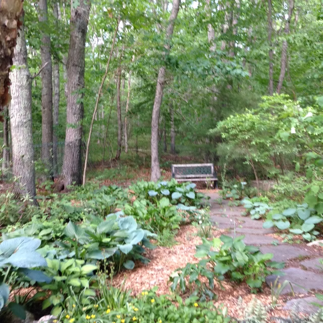 Shirley"s Woodland Garden